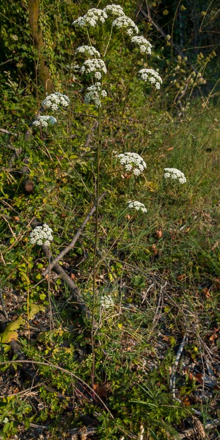 Apiaceae: Xanthoselinum venetum